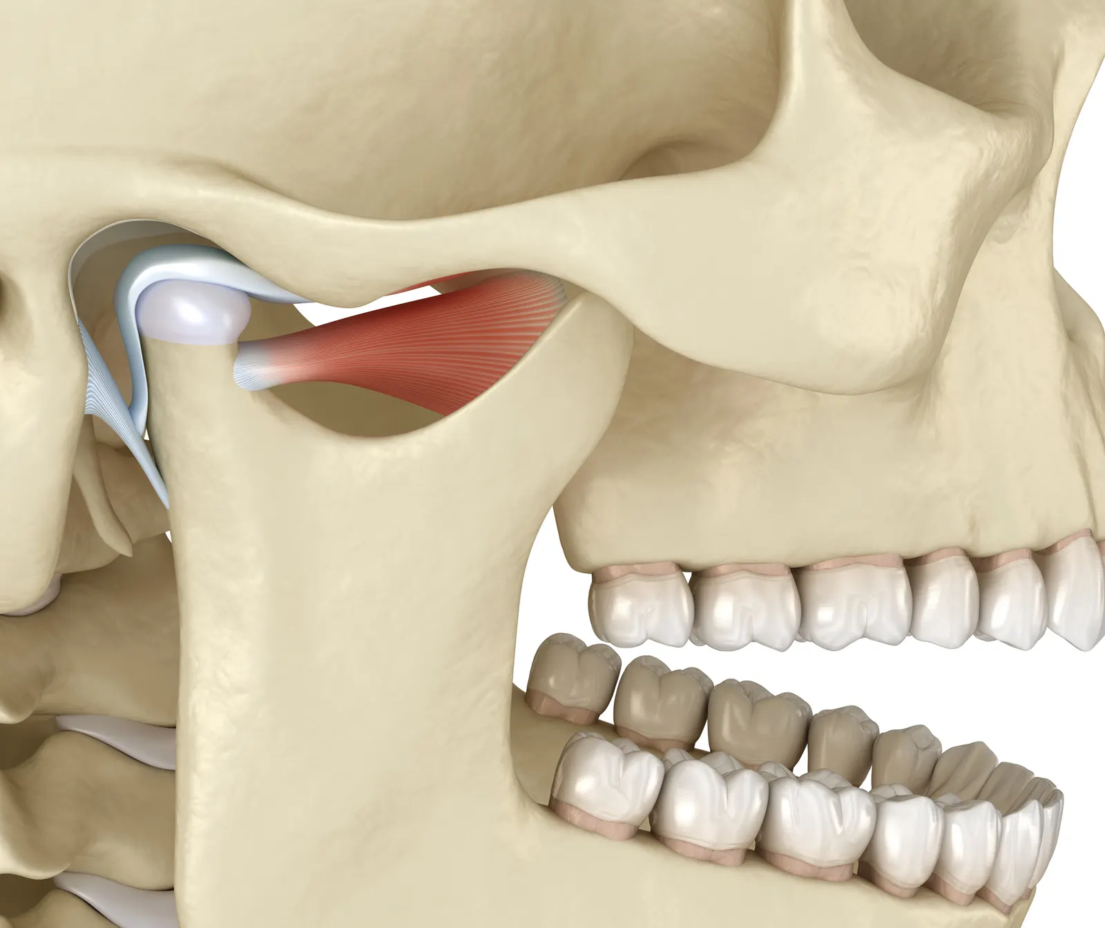 3D side view of human jaw showing temporomandibular joint with muscles and teeth.